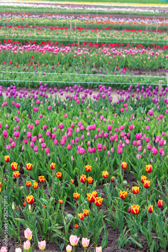 Wallpaper Mural Beautiful tulips in the spring garden Torontodigital.ca