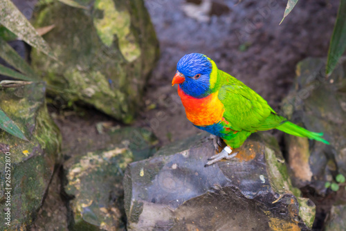  green lory parrot with blue head on rock