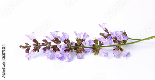 Feuilles et fleurs de sauge 