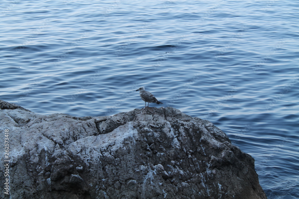 Obraz premium bird rock sea