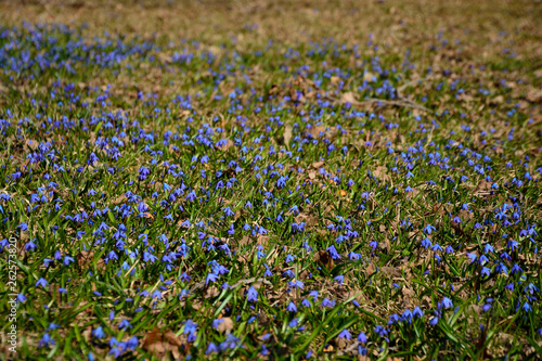 Meadow with early spring Scilla flowers blue