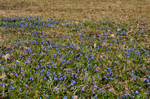 Meadow with early spring Scilla flowers blue © hlam70