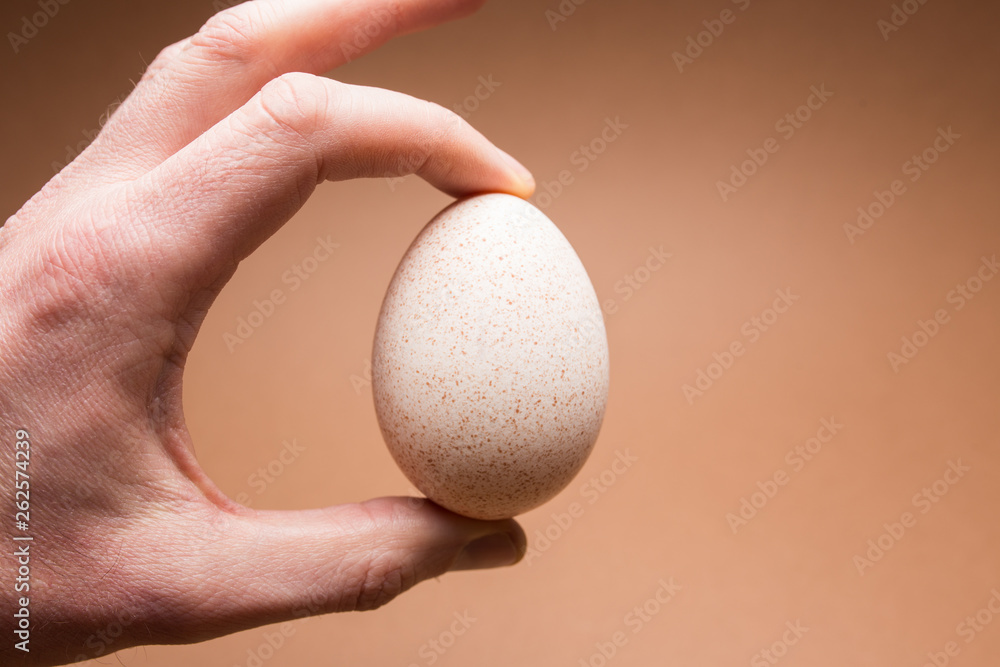Male hand holding a Turkey egg on a brown background Male hand holding a Turkey egg on a brown background
