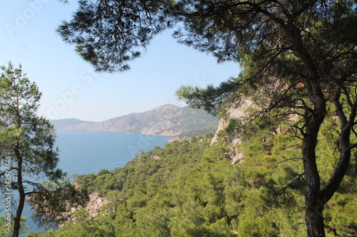 mountains pinus sea