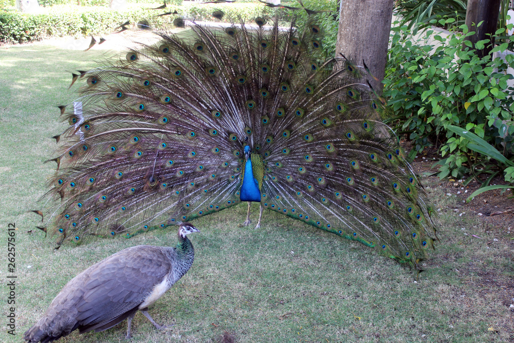 Fototapeta premium peacock