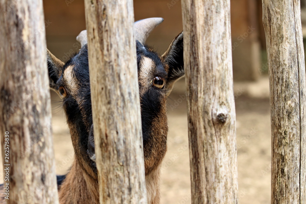 close-up of a young domestic goat (Capra hircus or Capra aegagrus hircus) behind the fence close-up of a young domestic goat (Capra hircus or Capra aegagrus hircus) behind the fence