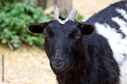 close-up of a young domestic goat (Capra hircus or Capra aegagrus hircus