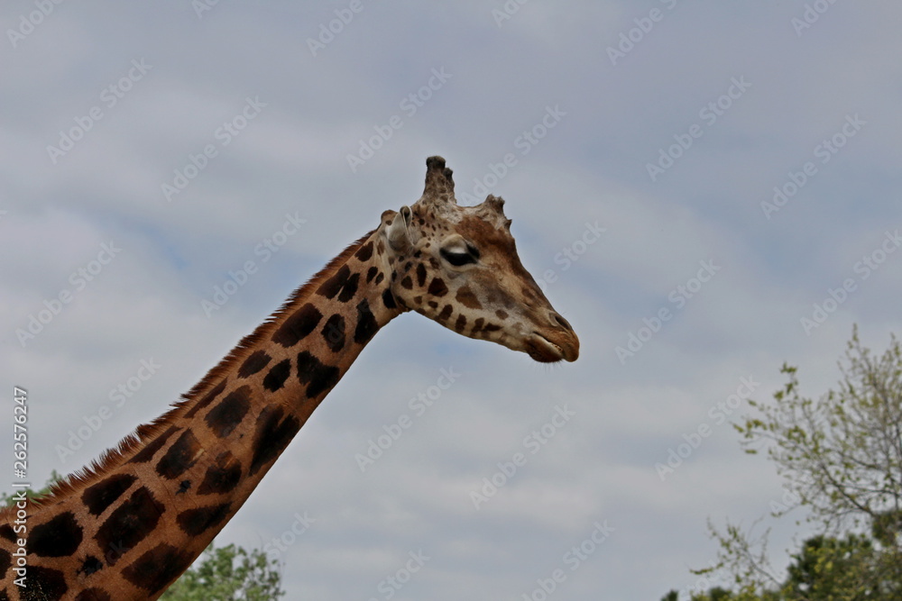 Obraz premium Giraffe (Giraffa camelopardalis)