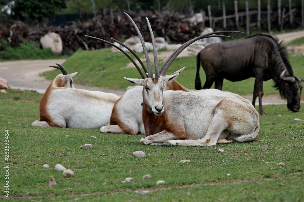 a Scimitar-Horned Oryx (Oryx dammah) group a Scimitar-Horned Oryx (Oryx dammah) group