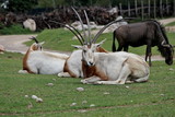 a Scimitar-Horned Oryx (Oryx dammah) group