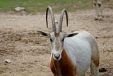 Scimitar-Horned Oryx (Oryx dammah)