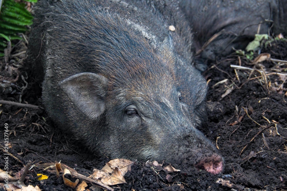 The boar is sleeping in the wet soil during the day to relax. The boar is sleeping in the wet soil during the day to relax.