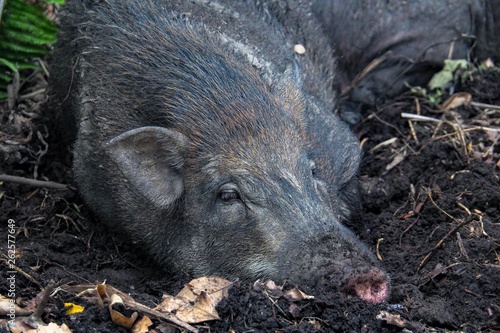 The boar is sleeping in the wet soil during the day to relax.