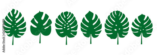 monstera deliciosa green leafs