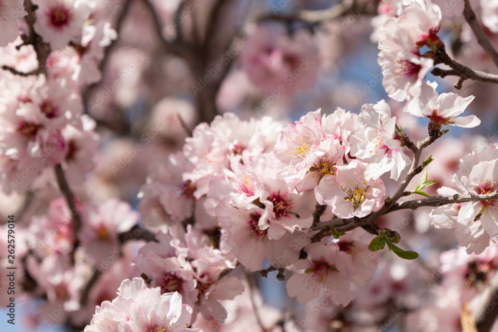 Obraz premium Almond blossoms Africa Morocco road to the mountains