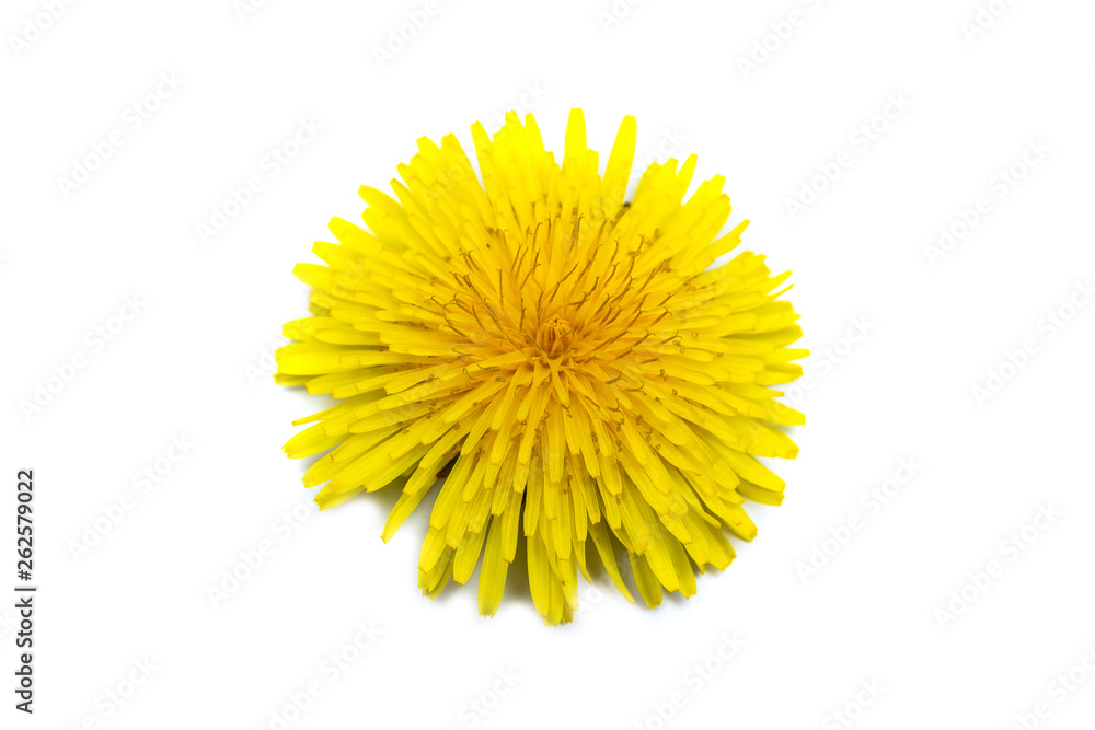Dandelion flower isolated on white background. Dandelion flower isolated on white background.