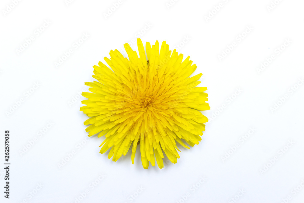 Dandelion flower isolated on white background. Dandelion flower isolated on white background.