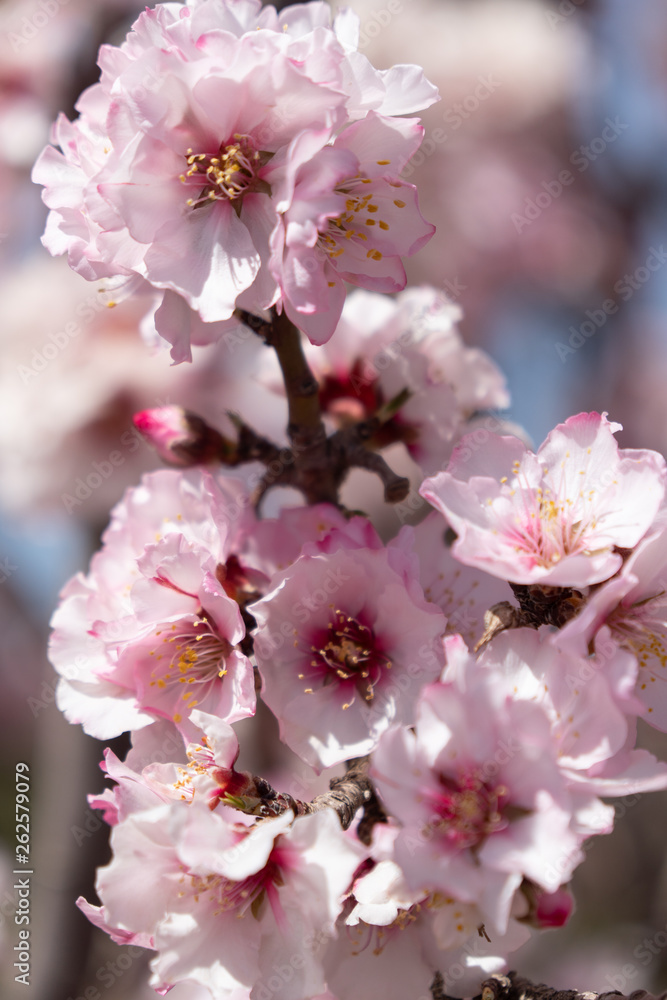 Almond blossoms Africa Morocco road to the mountains Almond blossoms Africa Morocco road to the mountains