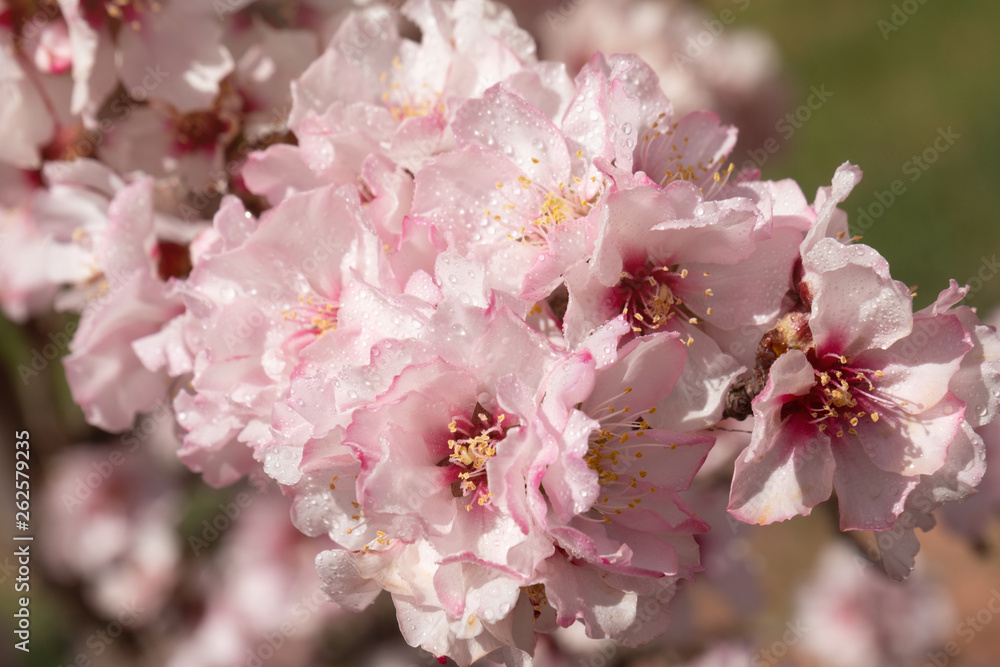Obraz premium Almond blossoms Africa Morocco road to the mountains
