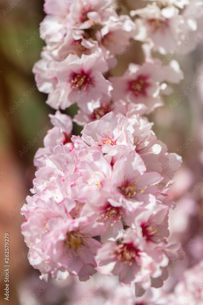 Fototapeta premium Almond blossoms Africa Morocco road to the mountains