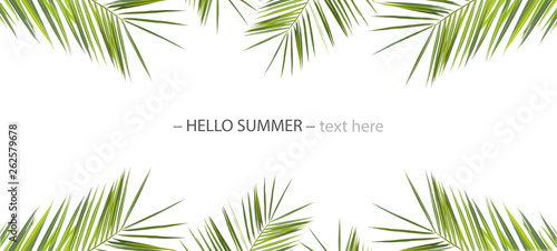 banner background with green leaves of palm trees isolated on a white background.space for your text