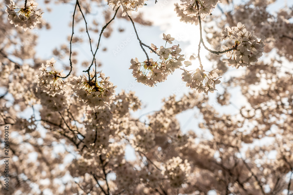 White Cherry blossoms in Frankfurt, Hesse, Germany, Europe White Cherry blossoms in Frankfurt, Hesse, Germany, Europe