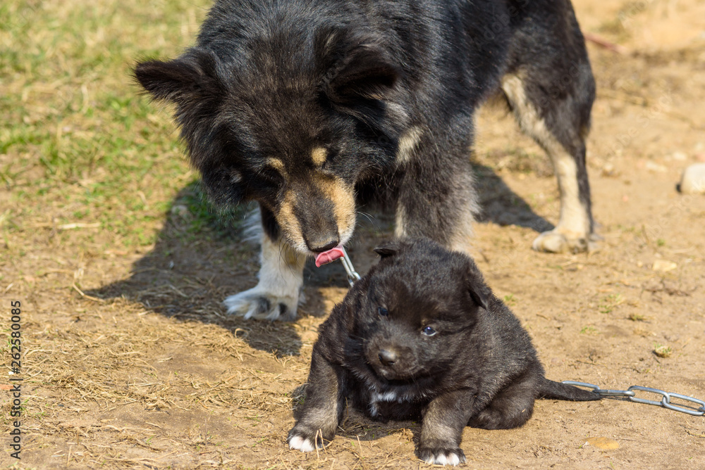 Fototapeta premium A village dog is played with a puppy.