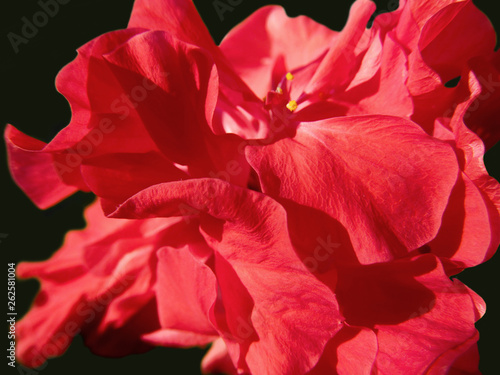 Red flower - Hawaiian Hibiscus close up. Beautiful natural blossom of China-rose outdoors and fresh petals with back lit by bright sunlight. 