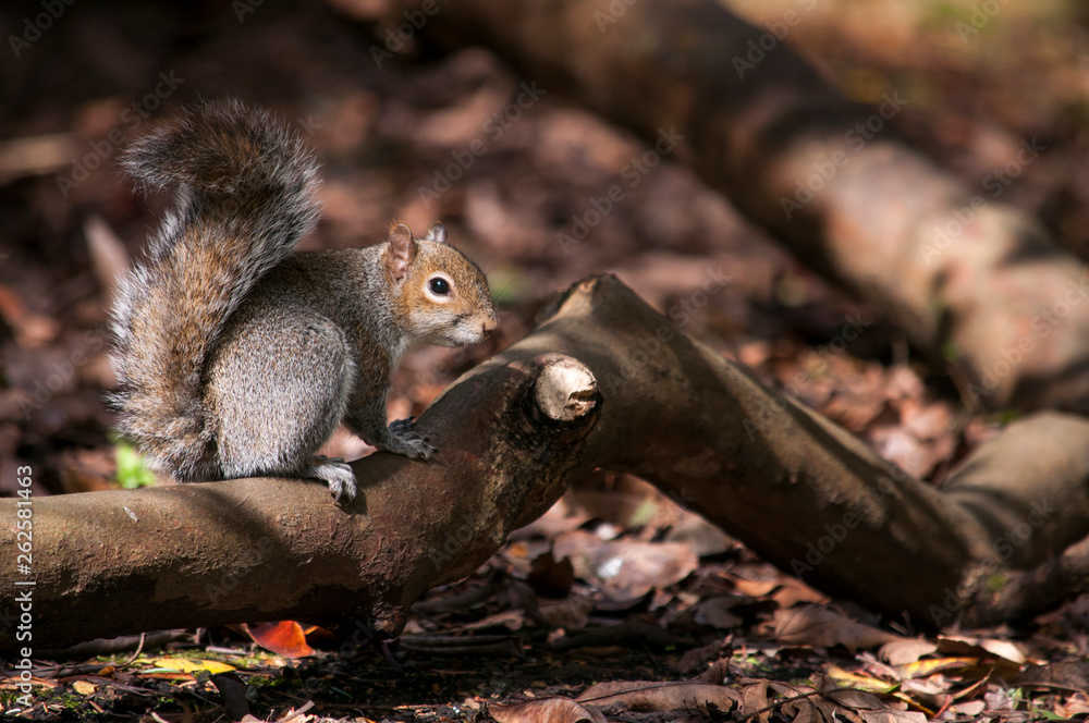 Fototapeta premium The grey squirrel
