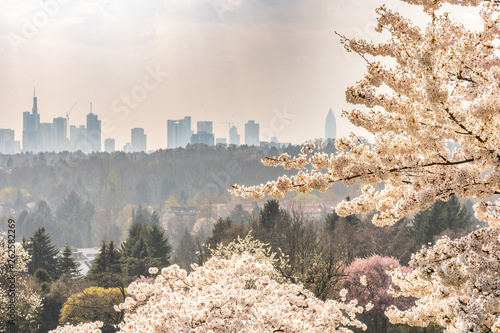 view on frankfurt skyline with White Cherry blossoms in Hesse, Germany, Europe photo