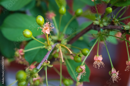young bloom cherry tree with small fruits and flowers