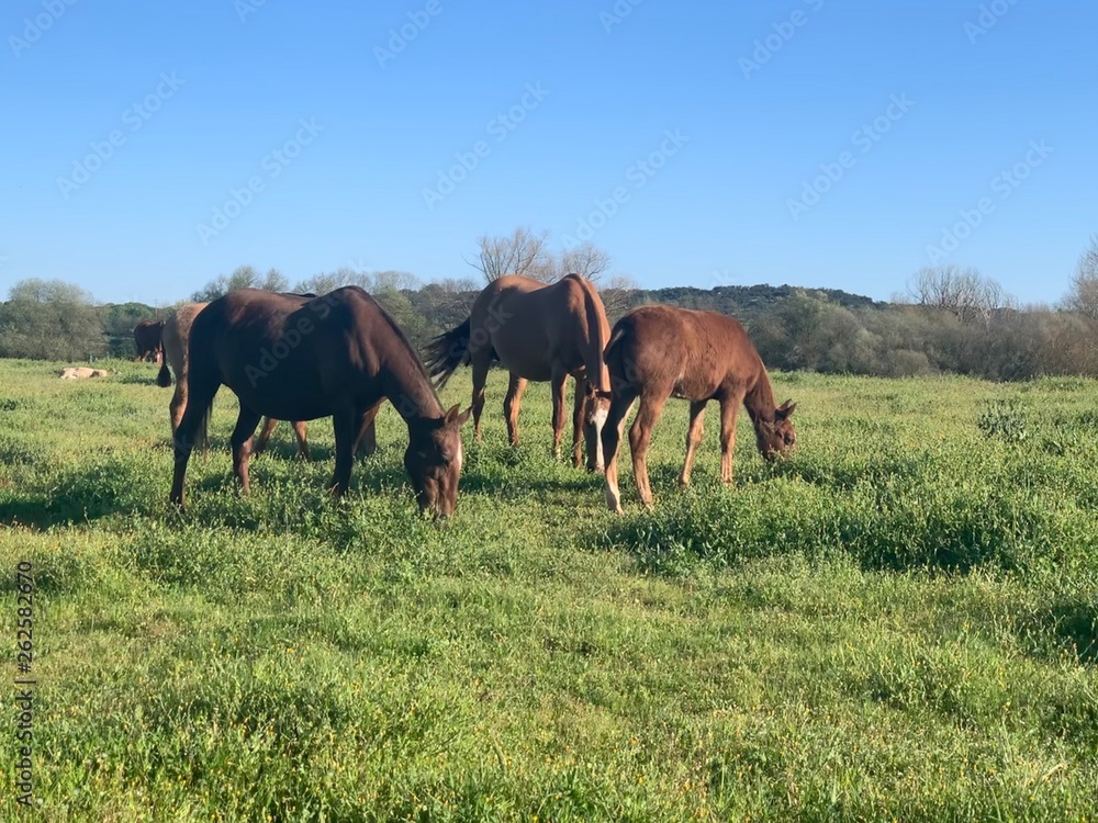 Cavalos a pastar Cavalos a pastar