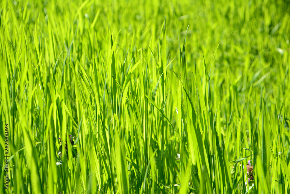 Obraz premium Bright green grass Texture Background