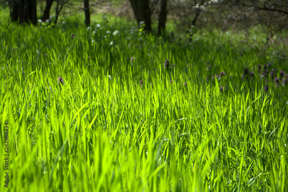 Bright green grass Texture Background