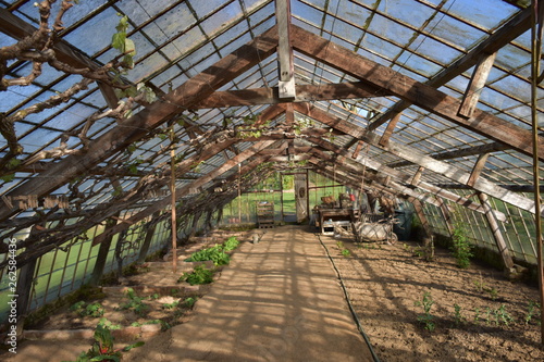 Greenhouse in spring with grapes and vegetables in Overijse, Belgium.