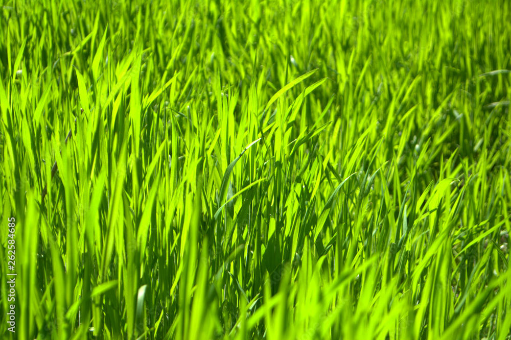 Bright green grass Texture Background Bright green grass Texture Background