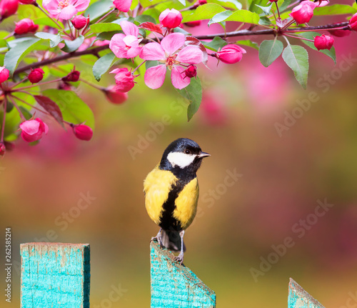 natural background with a beautiful tit bird sitting on a wooden fence in a r...