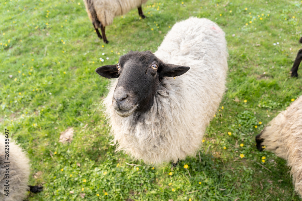 sheep on green meadow in springtime, frankfurt