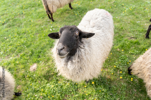 Fototapeta Naklejka Na Ścianę i Meble -  sheep on green meadow in springtime, frankfurt