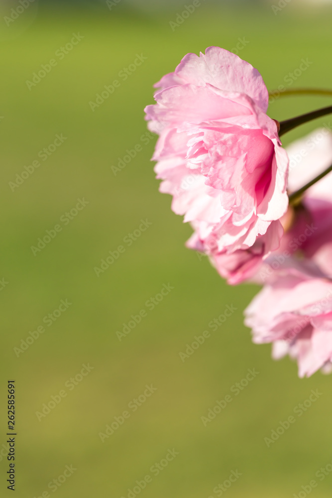 Fototapeta premium Punk cherry tree blossom in spring