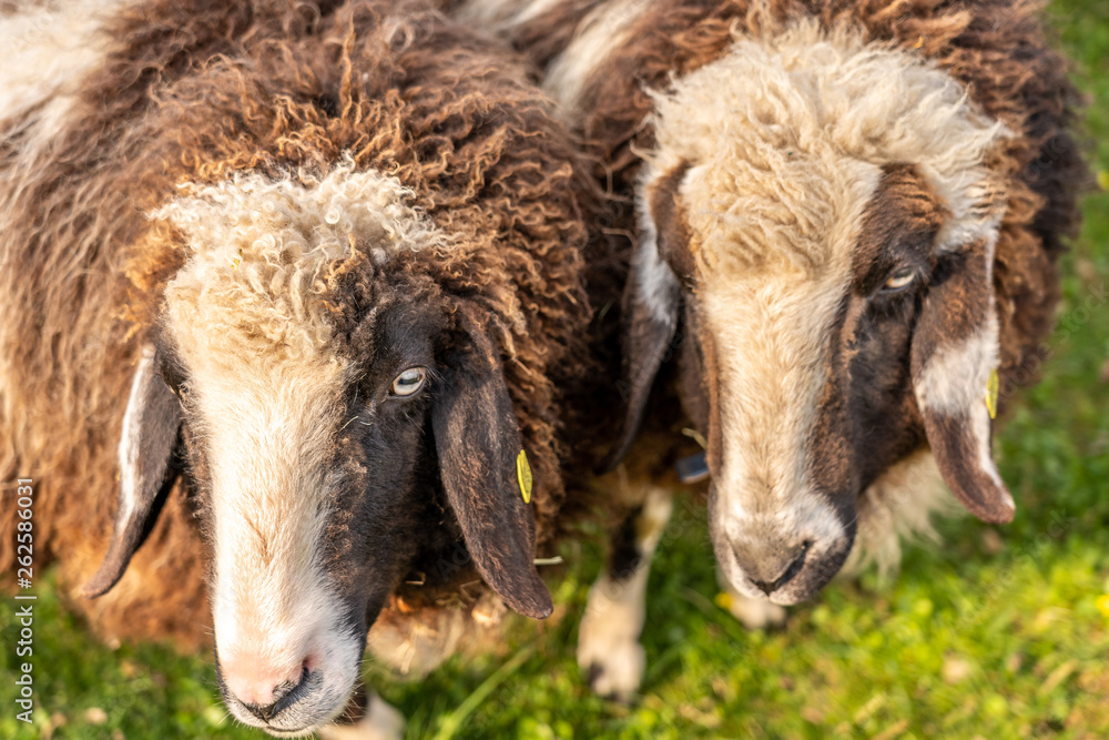 Naklejka premium sheep on green meadow in springtime, frankfurt
