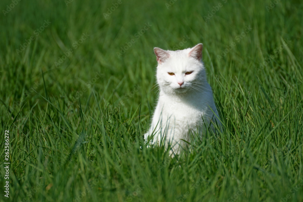 A white cat sitting on a meadow