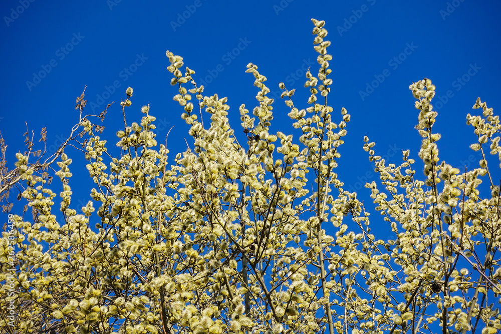 Branches of willow with fluffy yellow earrings on the background of blue sky in the sunny, spring day. Easter festive mood Branches of willow with fluffy yellow earrings on the background of blue sky in the sunny, spring day. Easter festive mood