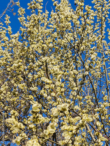 Branches of willow with fluffy yellow earrings on the background of blue sky in the sunny, spring day. Easter festive mood