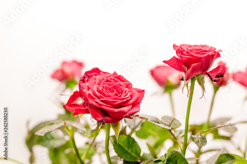 rose bud red green fresh isolated