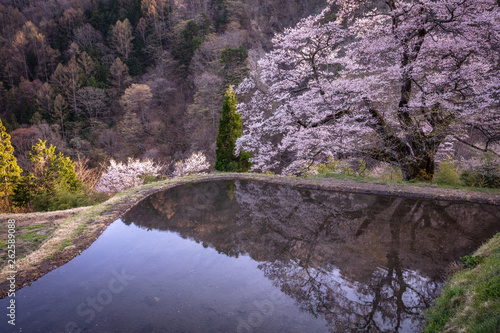 長野県 駒つなぎの桜