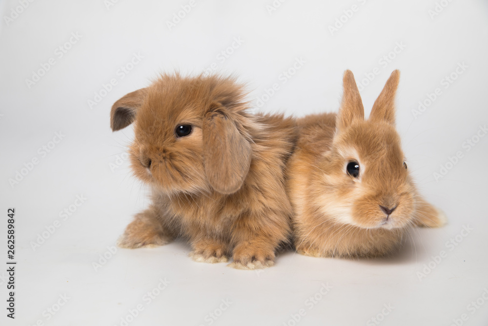 Easter bunny rabbits