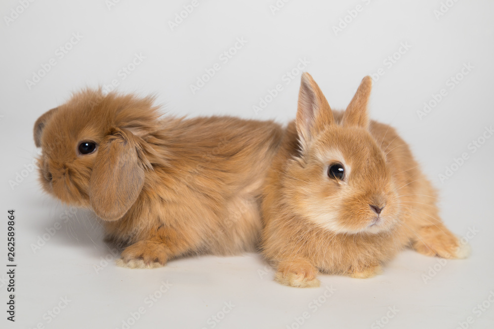 Obraz premium Easter bunny rabbits