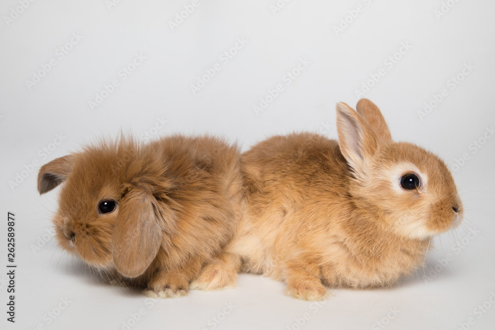 Easter bunny rabbits Easter bunny rabbits