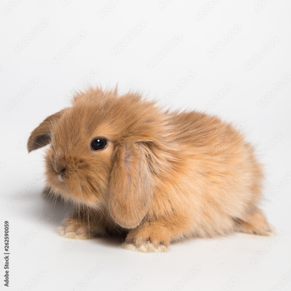 Easter bunny rabbit Easter bunny rabbit